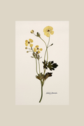 Yellow Butterfly Ranunculus on Ivory