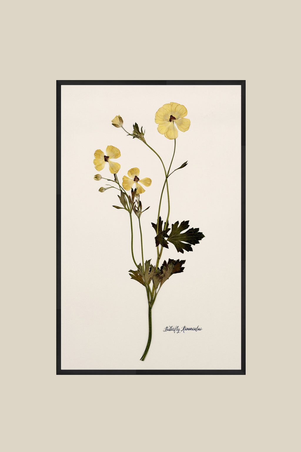 Yellow Butterfly Ranunculus on Ivory