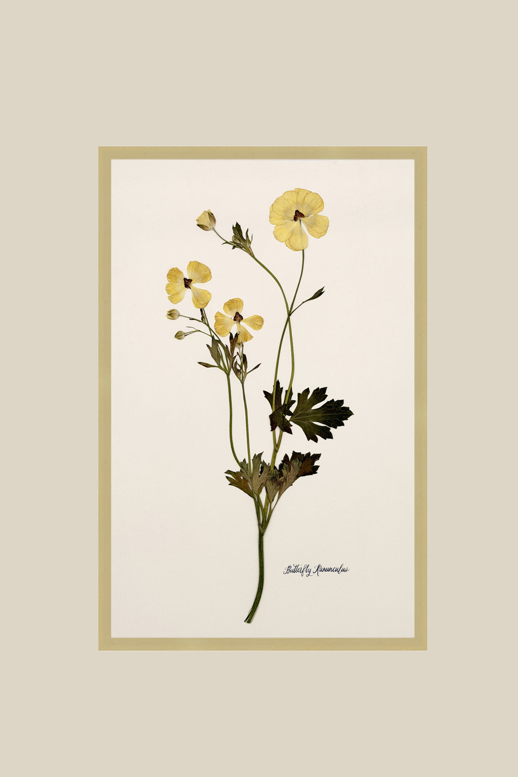 Yellow Butterfly Ranunculus on Ivory