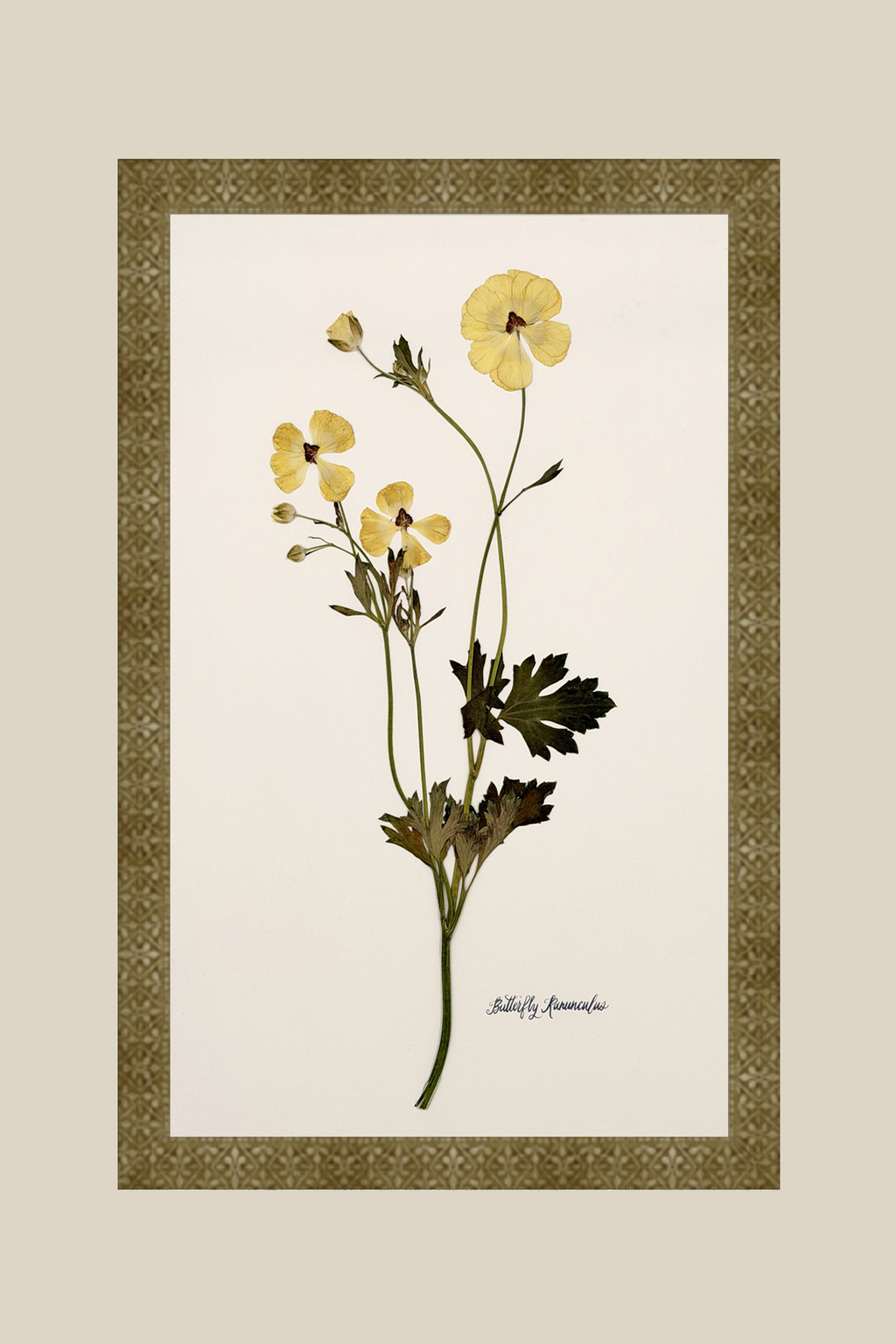 Yellow Butterfly Ranunculus on Ivory