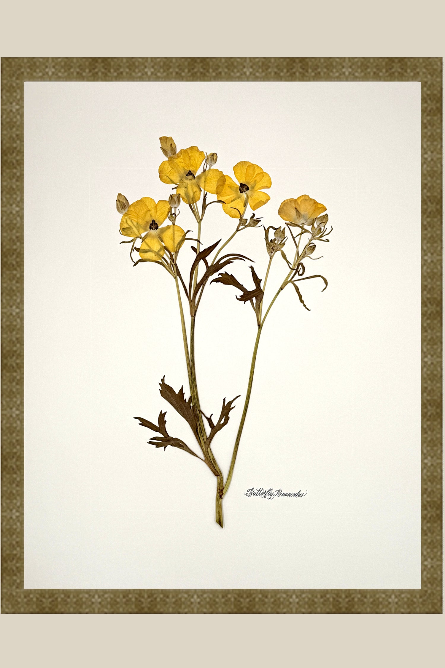 Yellow Butterfly Ranunculus on Ivory