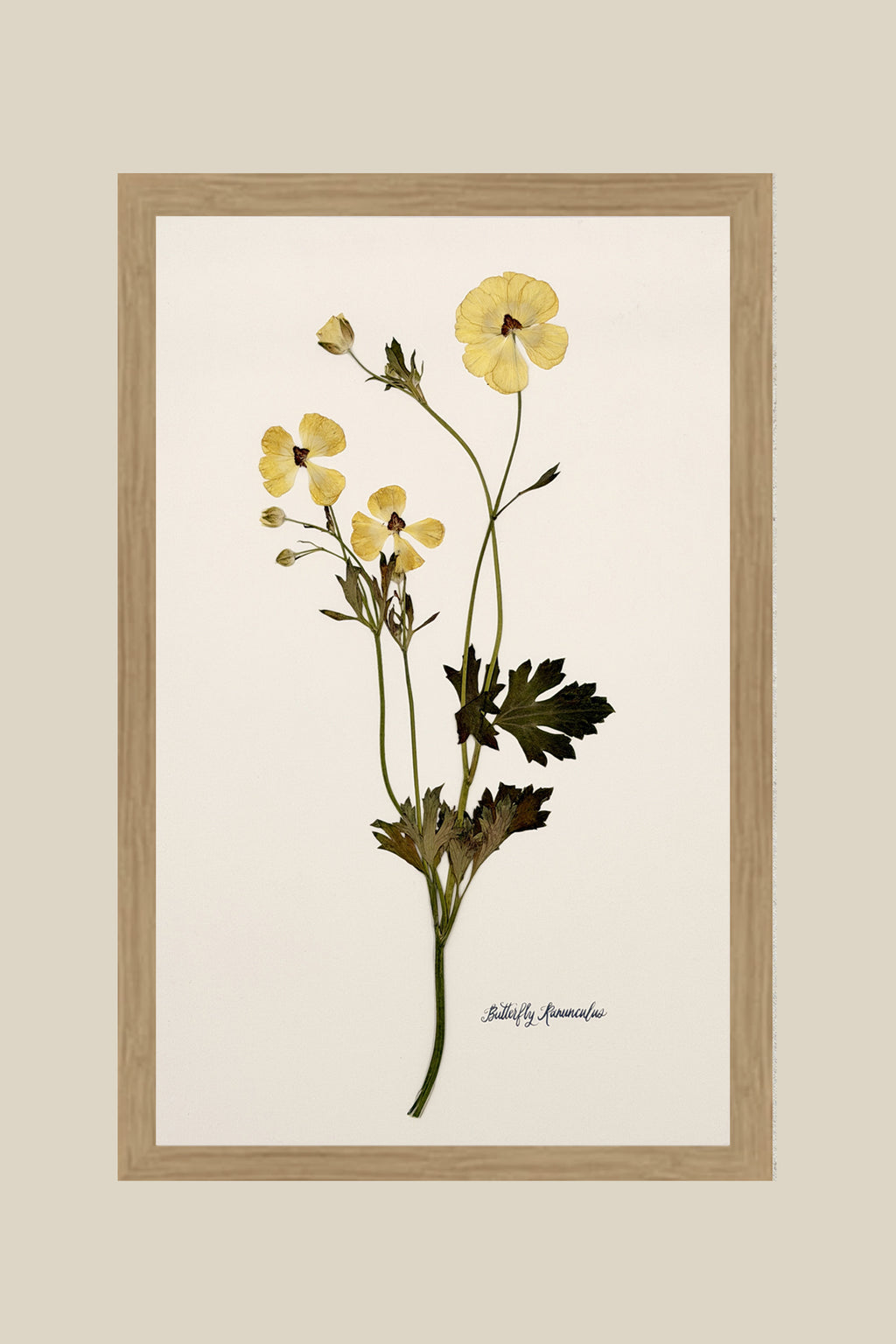 Yellow Butterfly Ranunculus on Ivory