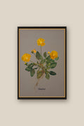 Pansies with Roots Framed