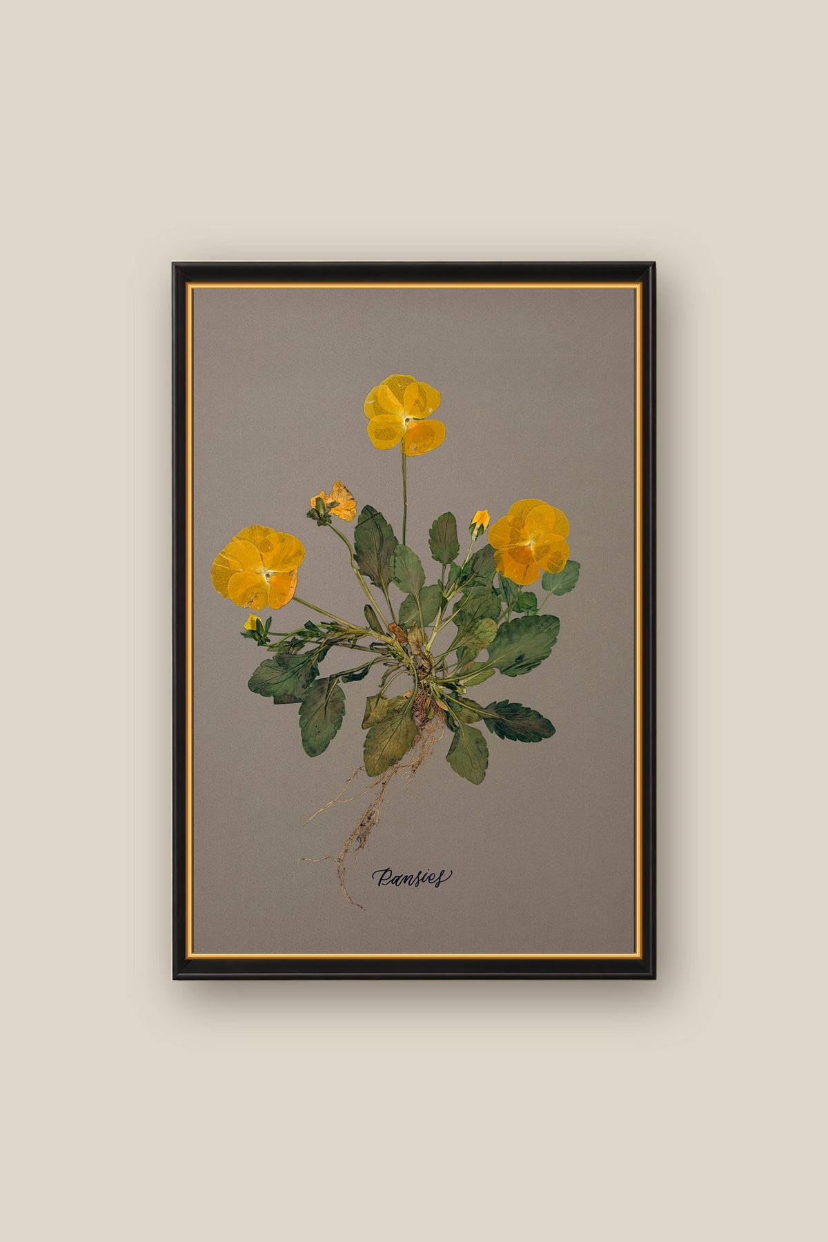 Pansies with Roots Framed
