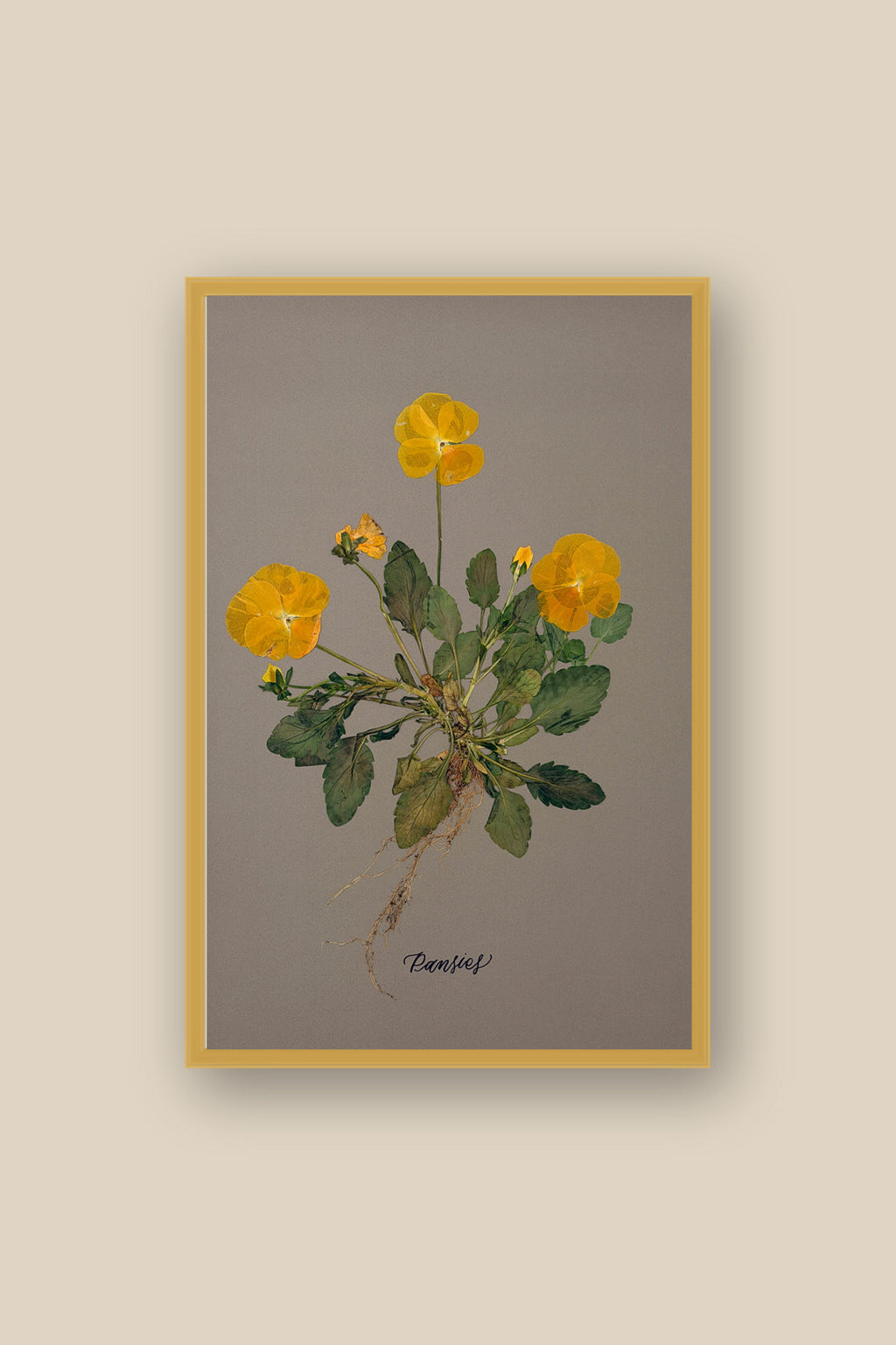 Pansies with Roots Framed
