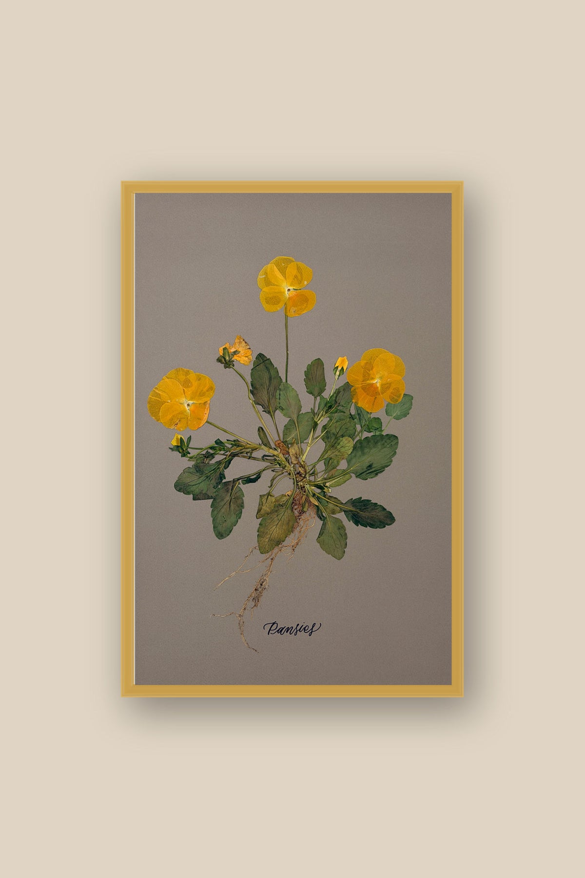 Pansies with Roots Framed