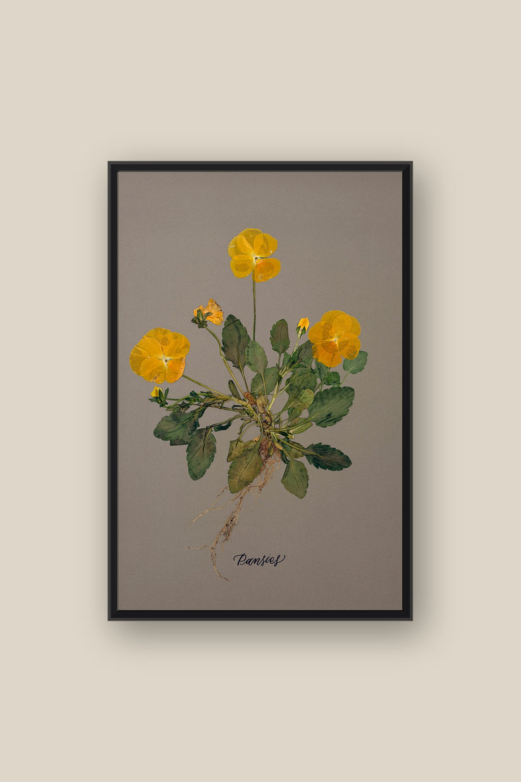 Pansies with Roots Framed