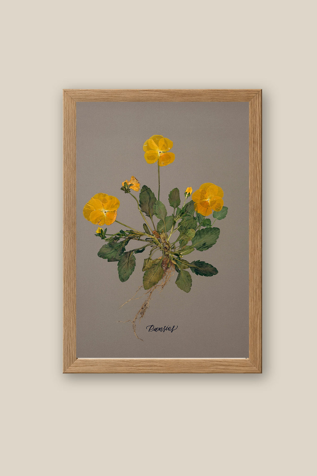 Pansies with Roots Framed