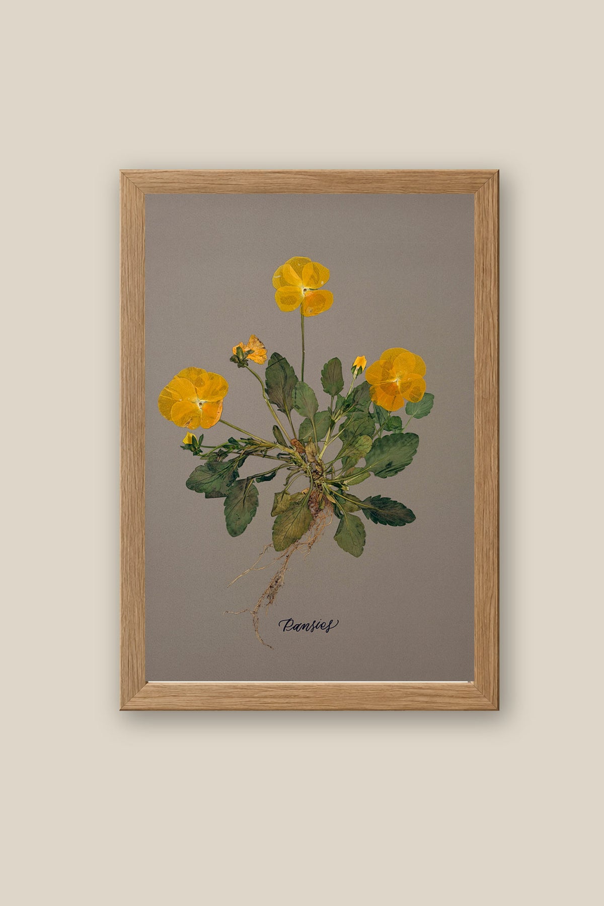 Pansies with Roots Framed