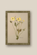 Yellow Butterfly Ranunculus Framed