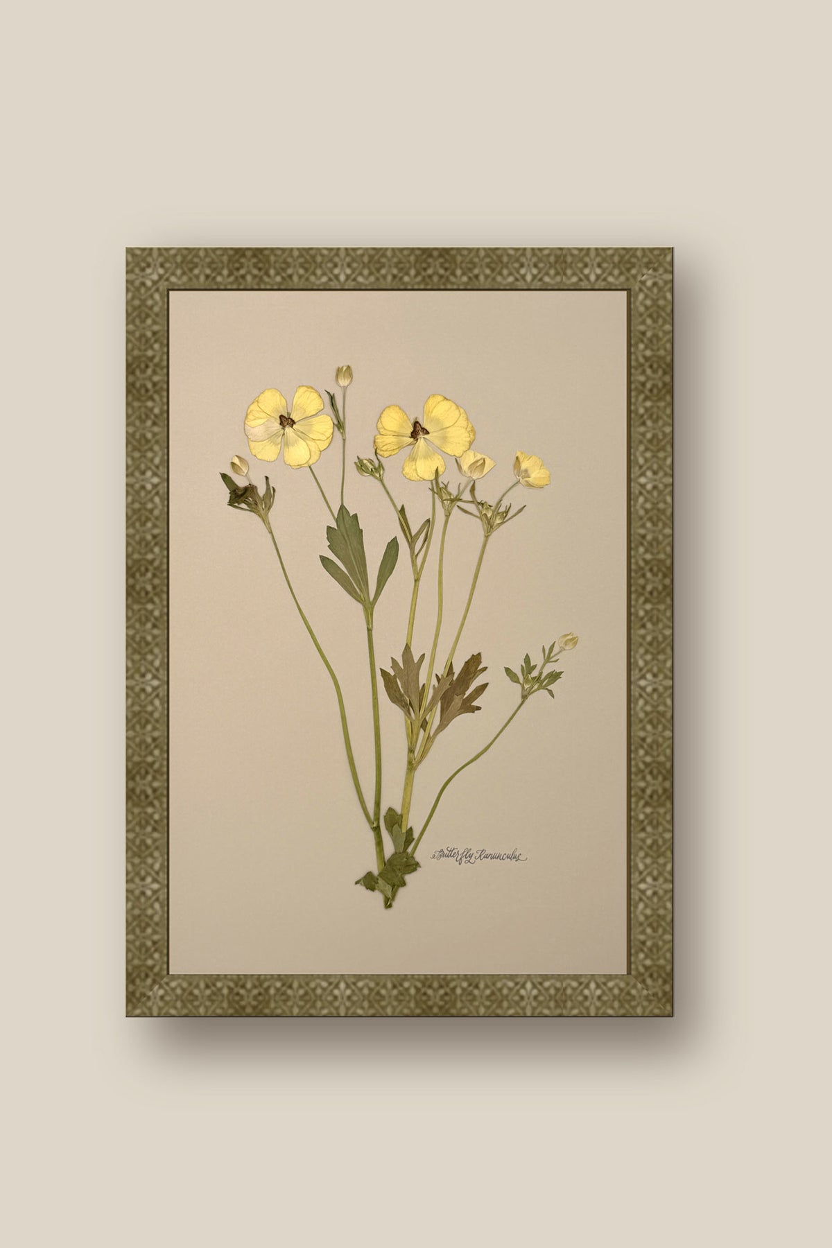 Yellow Butterfly Ranunculus Framed