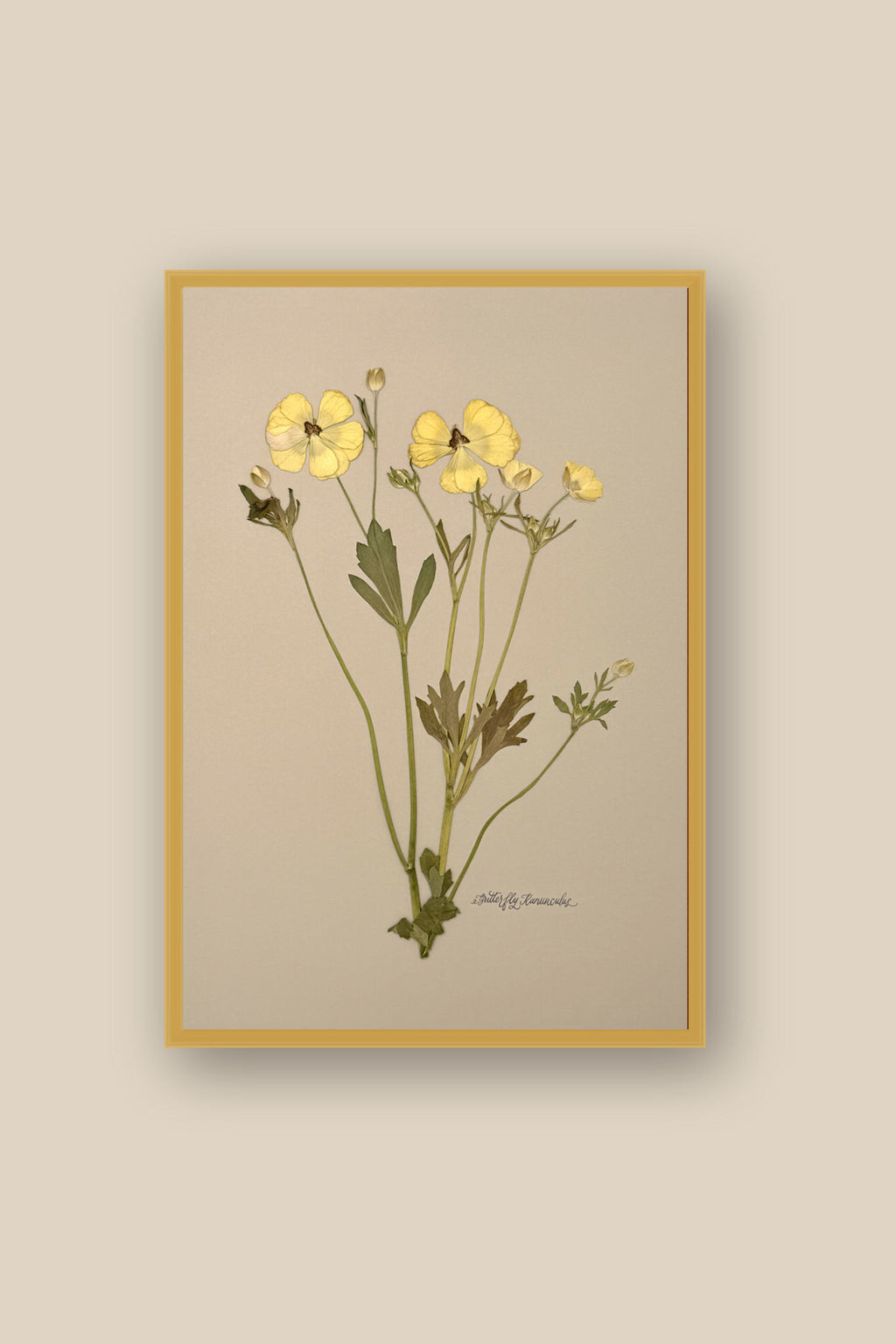 Yellow Butterfly Ranunculus Framed