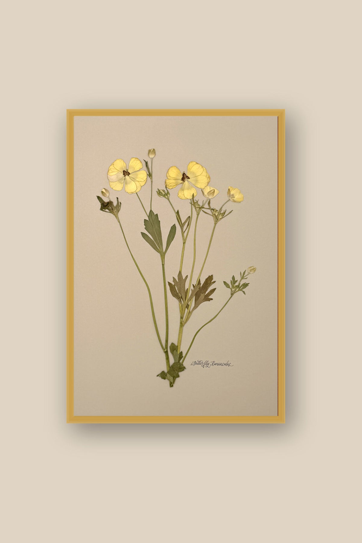 Yellow Butterfly Ranunculus Framed