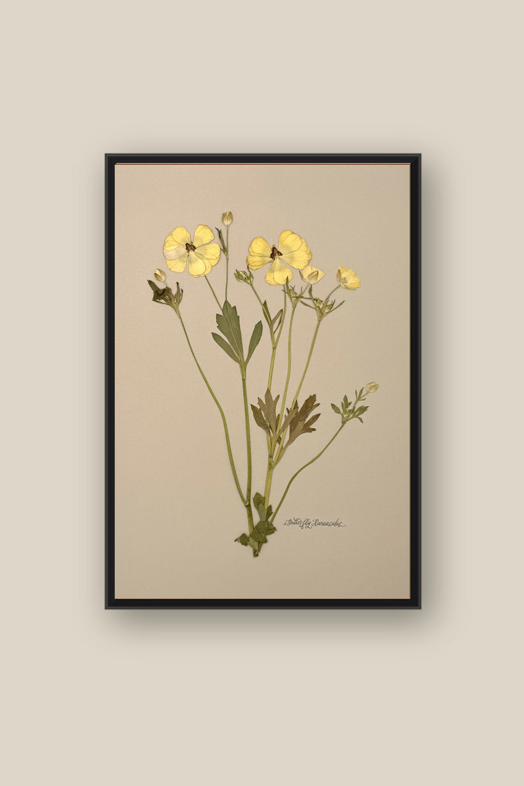 Yellow Butterfly Ranunculus Framed