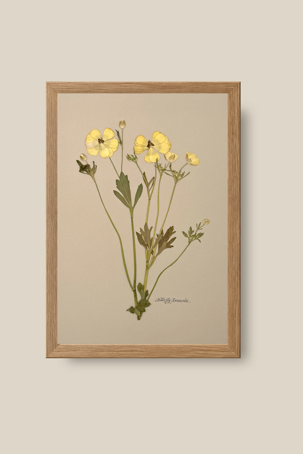 Yellow Butterfly Ranunculus Framed