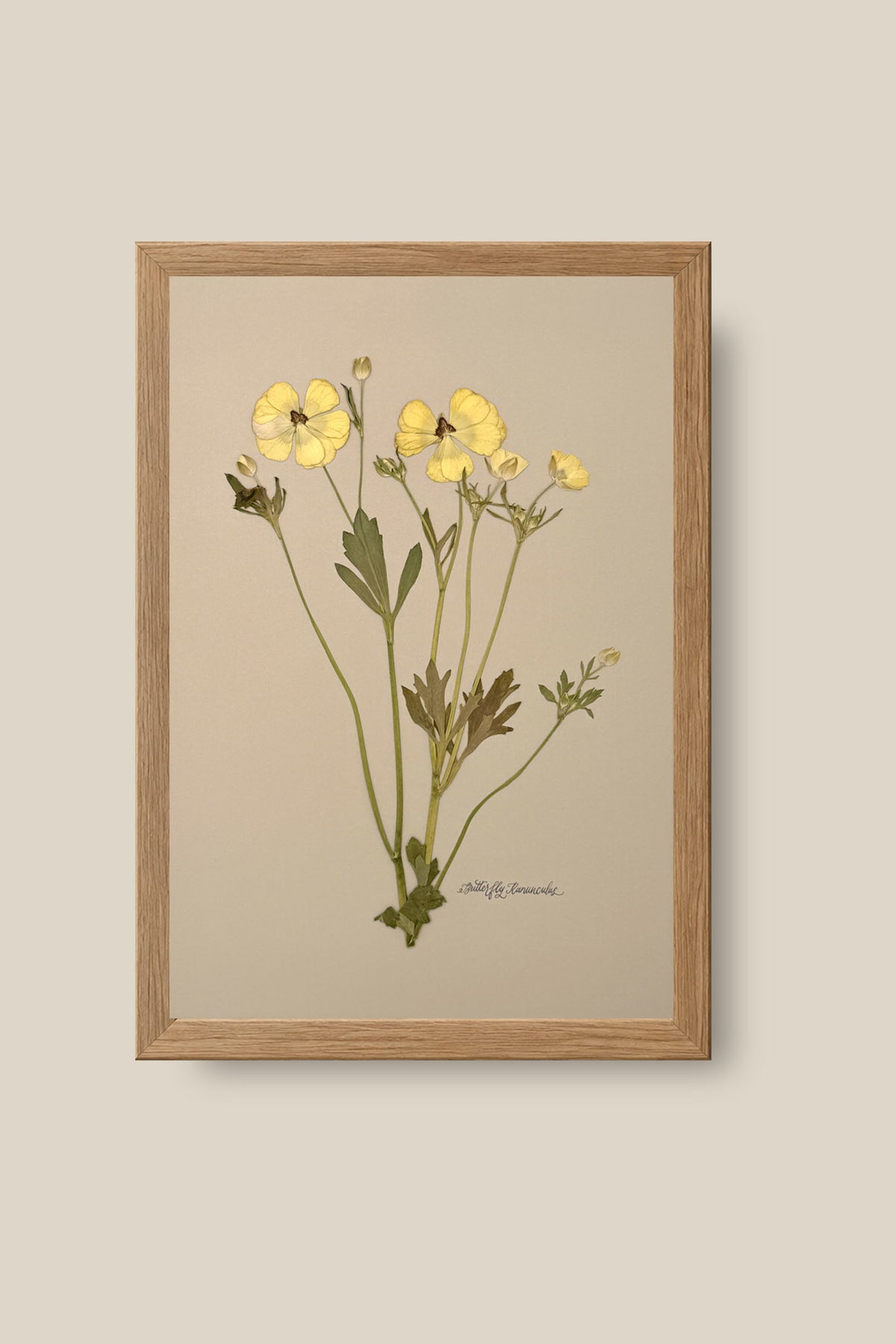 Yellow Butterfly Ranunculus Framed