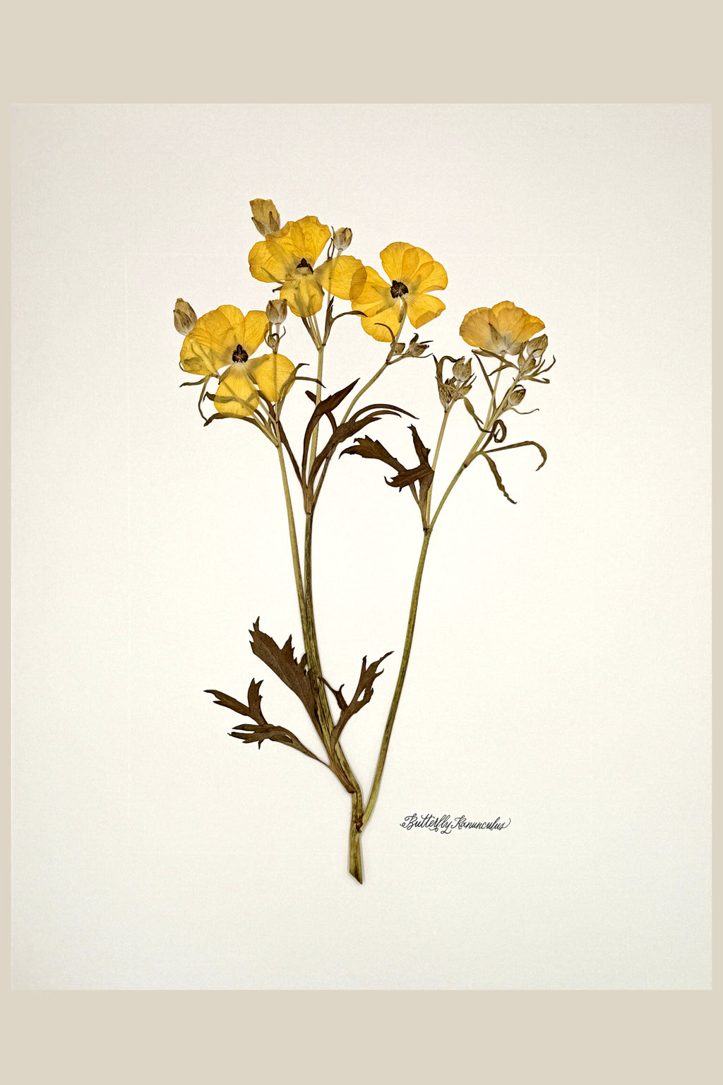 Yellow Butterfly Ranunculus on Ivory