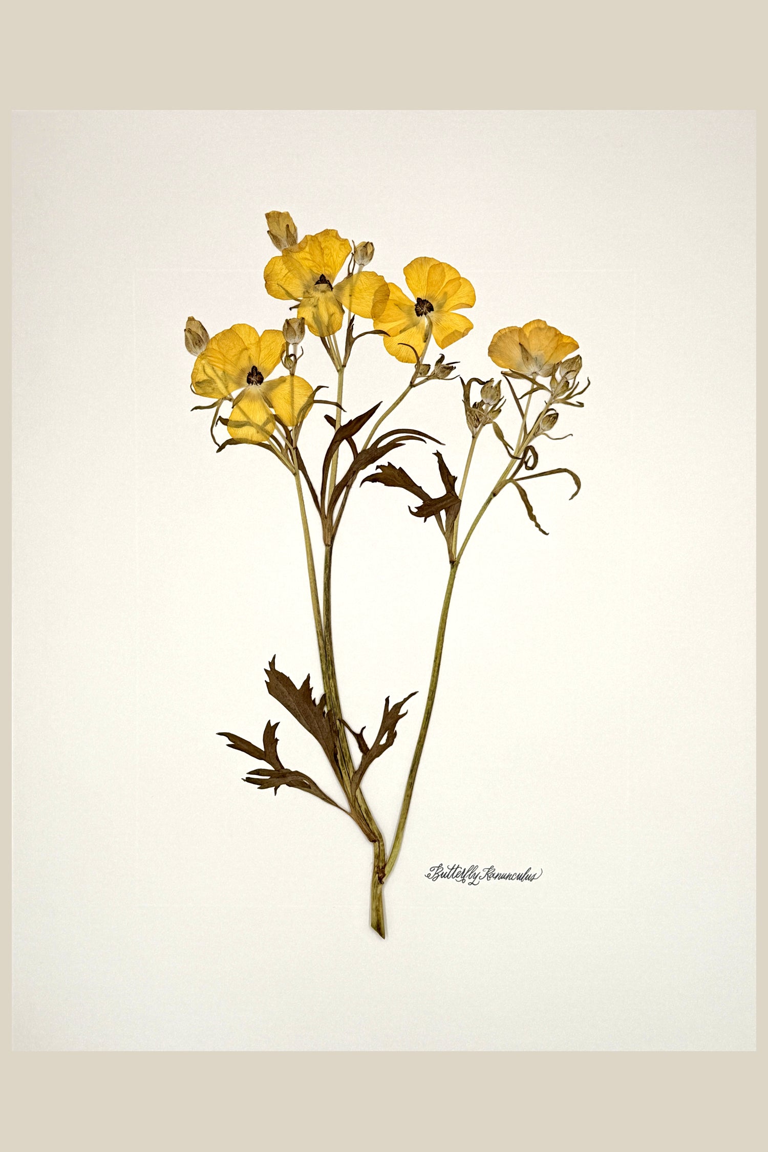 Yellow Butterfly Ranunculus on Ivory