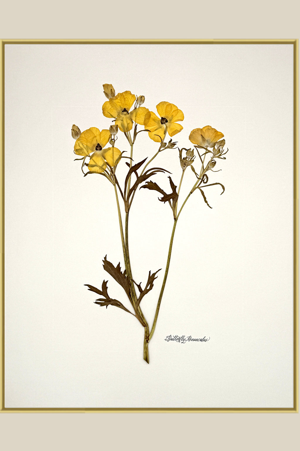 Yellow Butterfly Ranunculus on Ivory