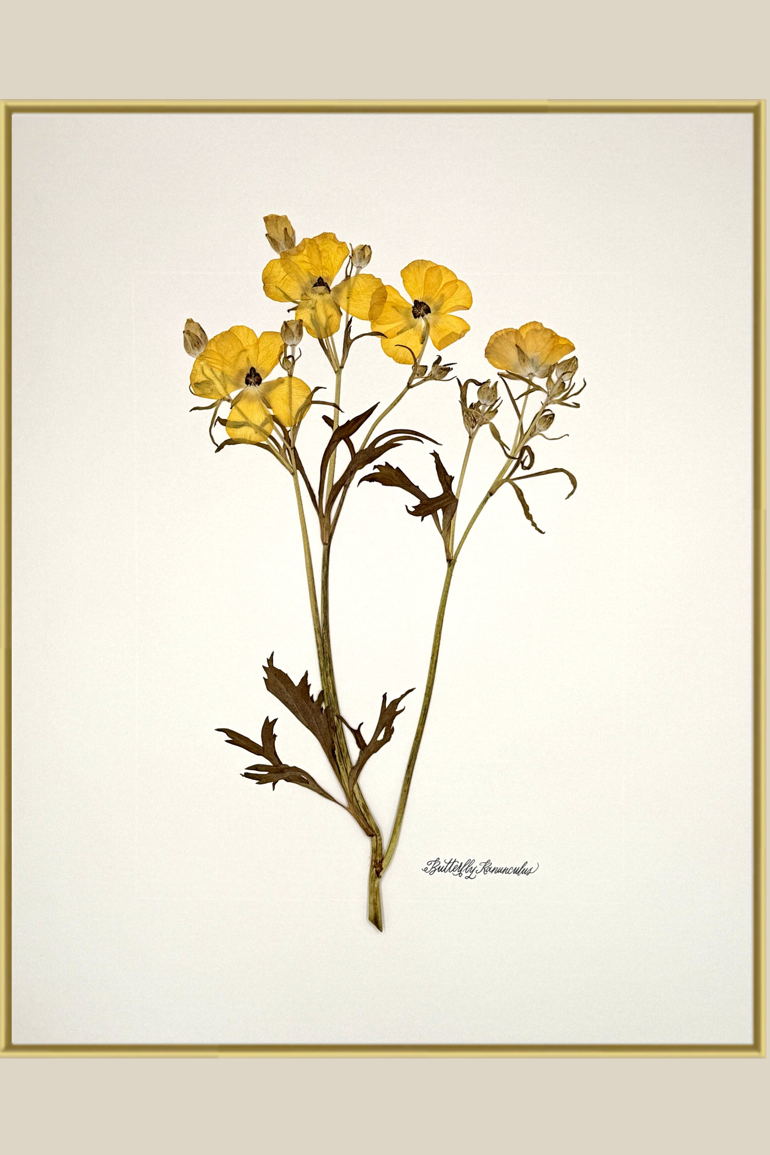 Yellow Butterfly Ranunculus on Ivory