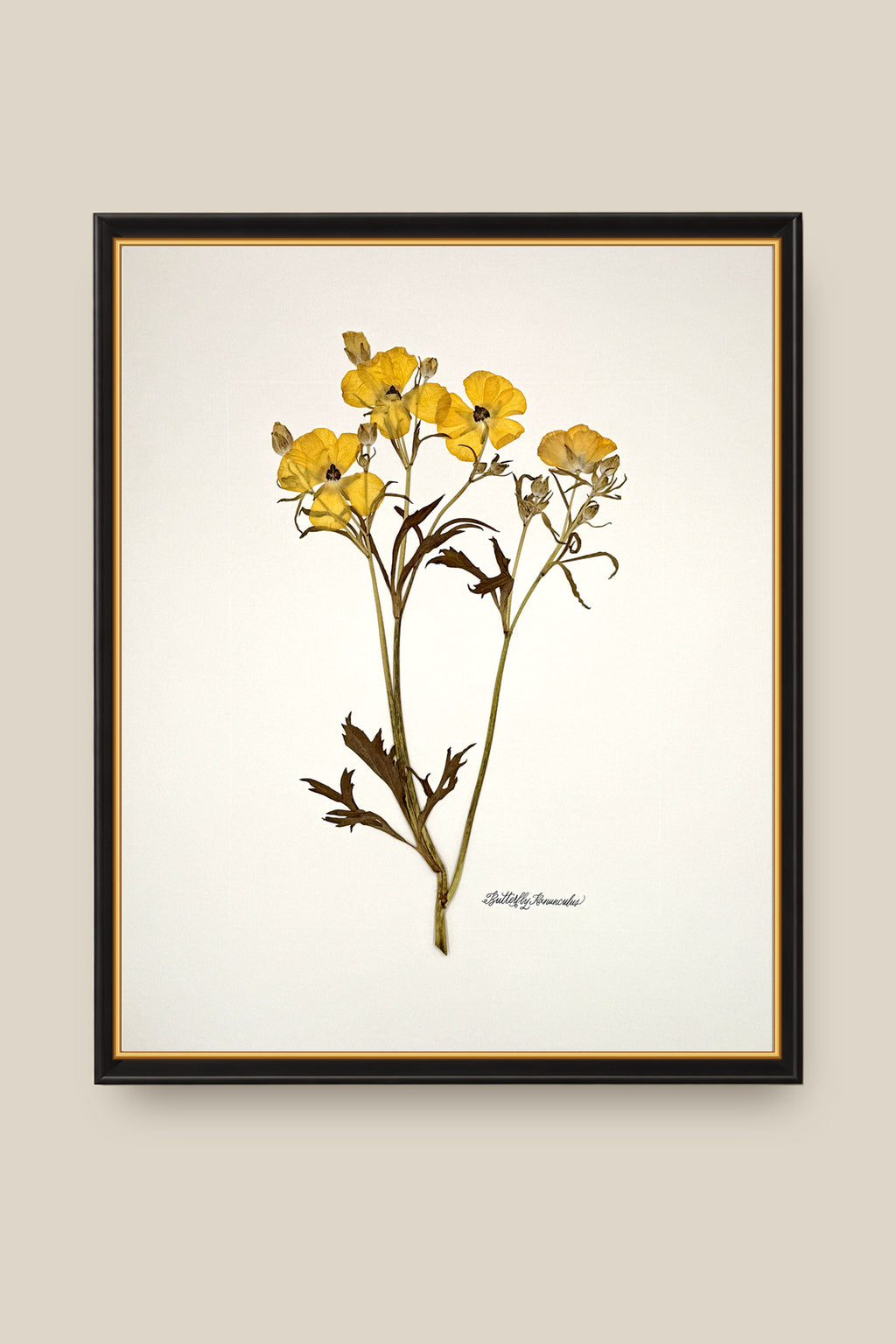 Yellow Butterfly Ranunculus on Ivory Framed
