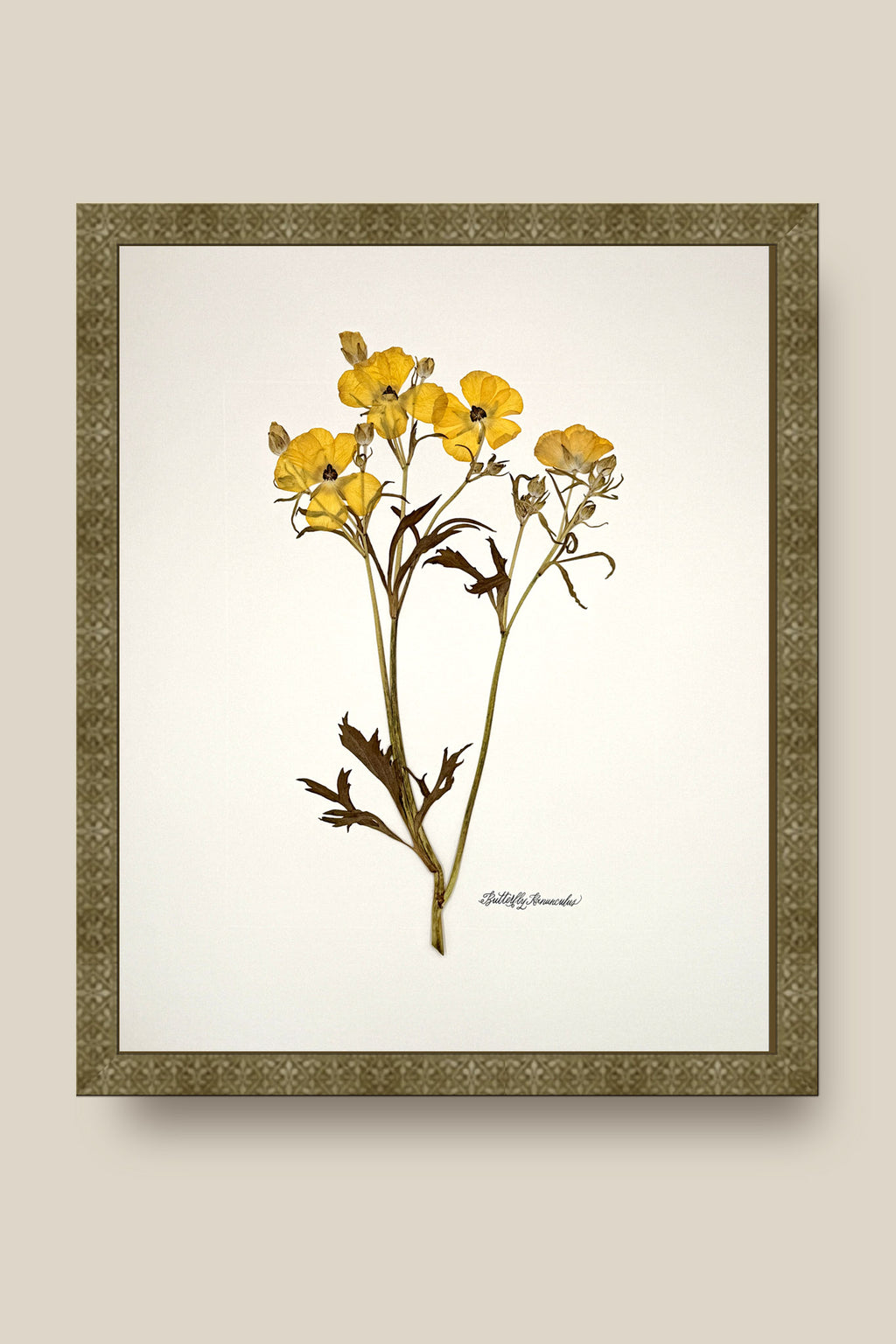 Yellow Butterfly Ranunculus on Ivory Framed