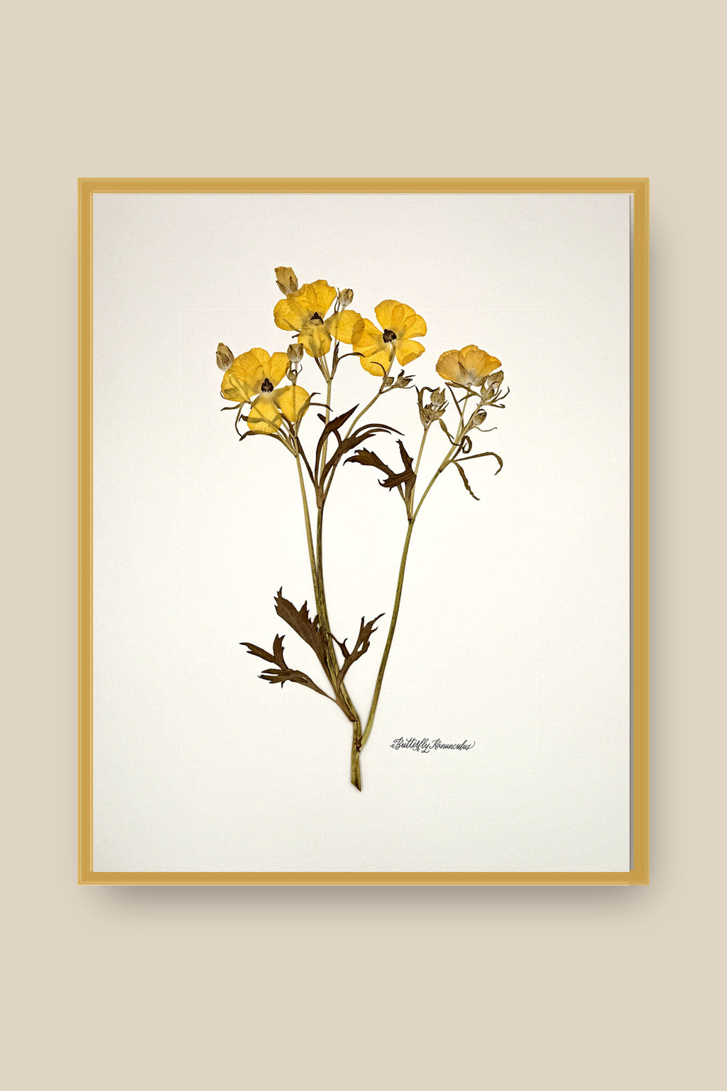 Yellow Butterfly Ranunculus on Ivory Framed
