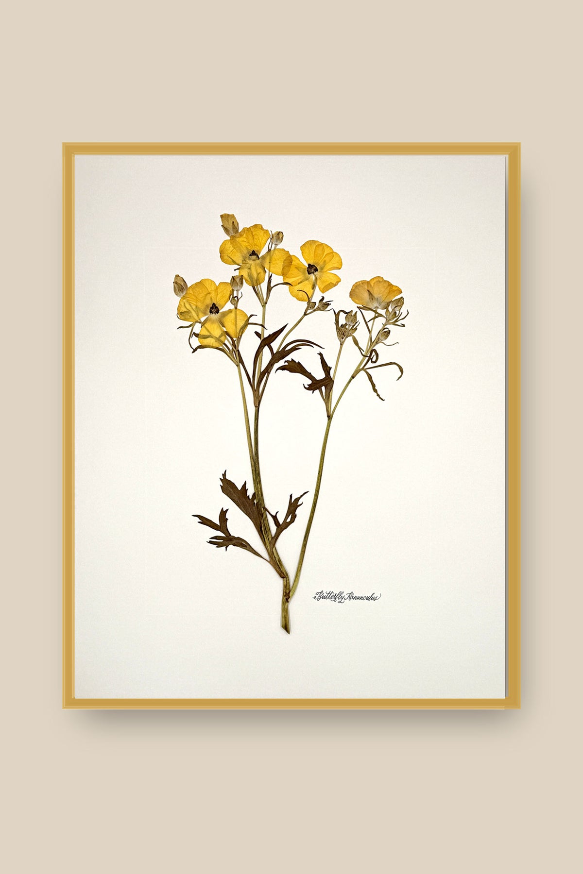 Yellow Butterfly Ranunculus on Ivory Framed
