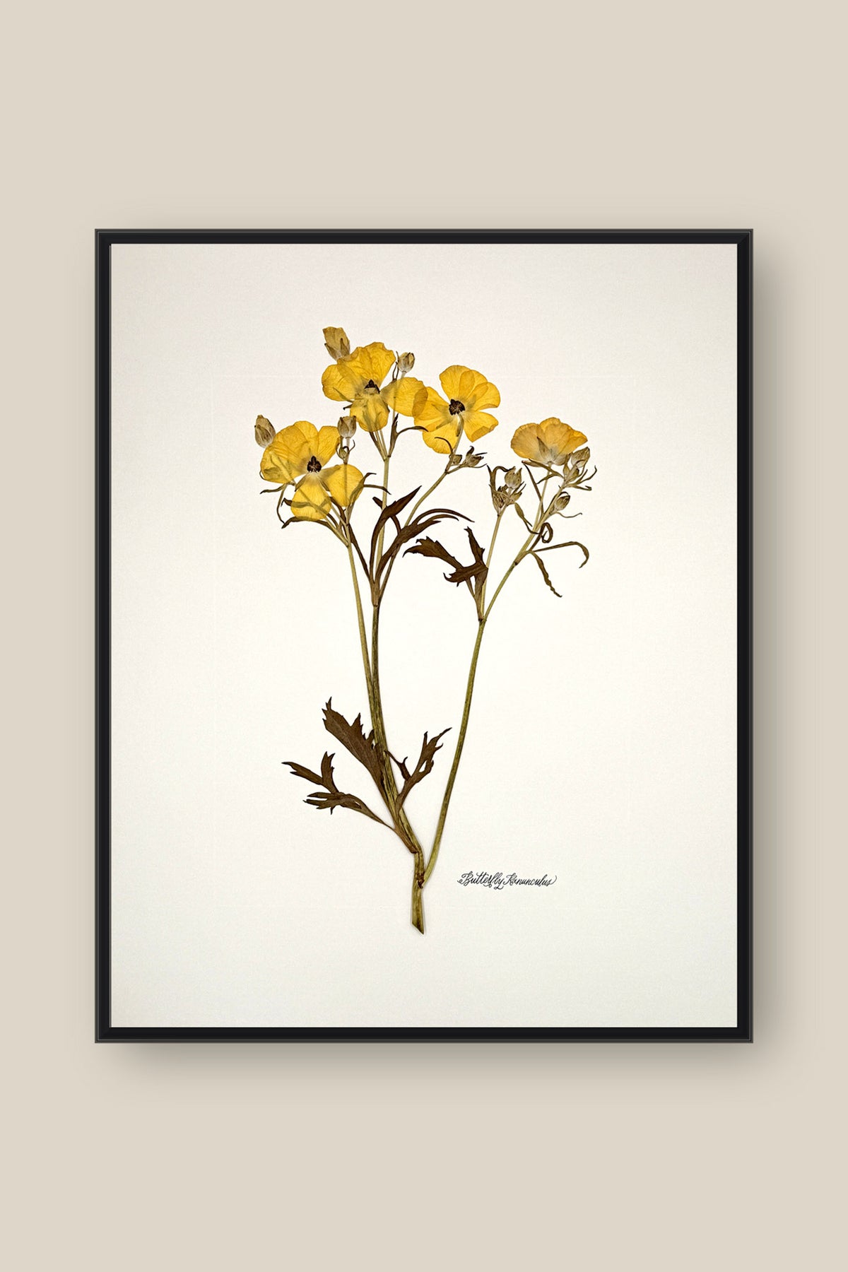 Yellow Butterfly Ranunculus on Ivory Framed