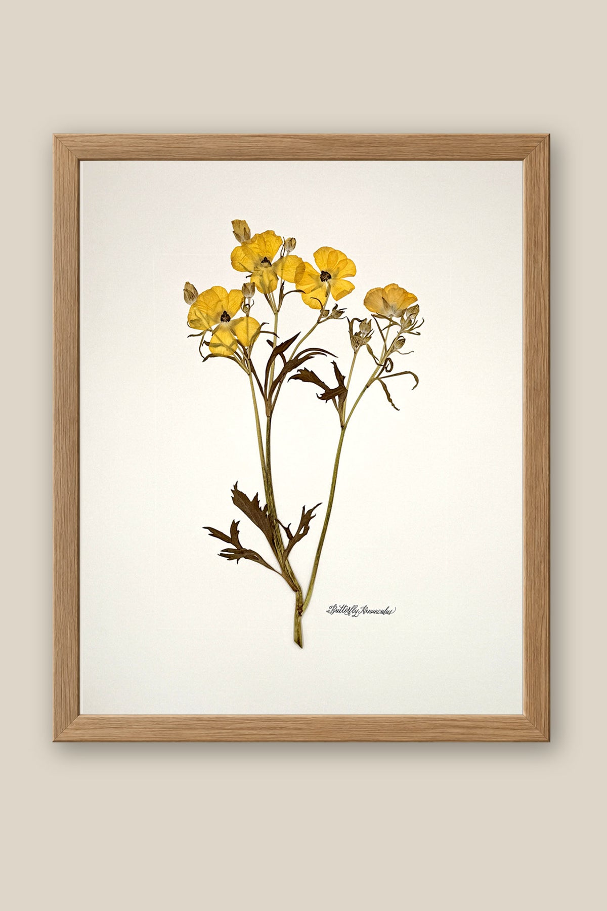 Yellow Butterfly Ranunculus on Ivory Framed