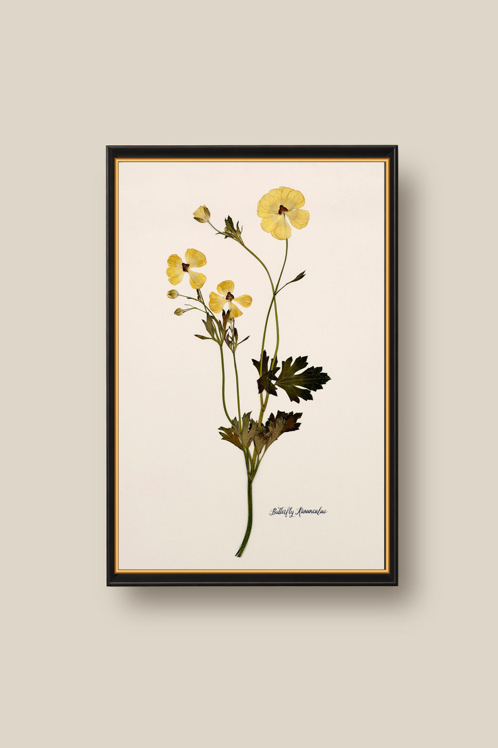 Yellow Butterfly Ranunculus on Ivory Framed