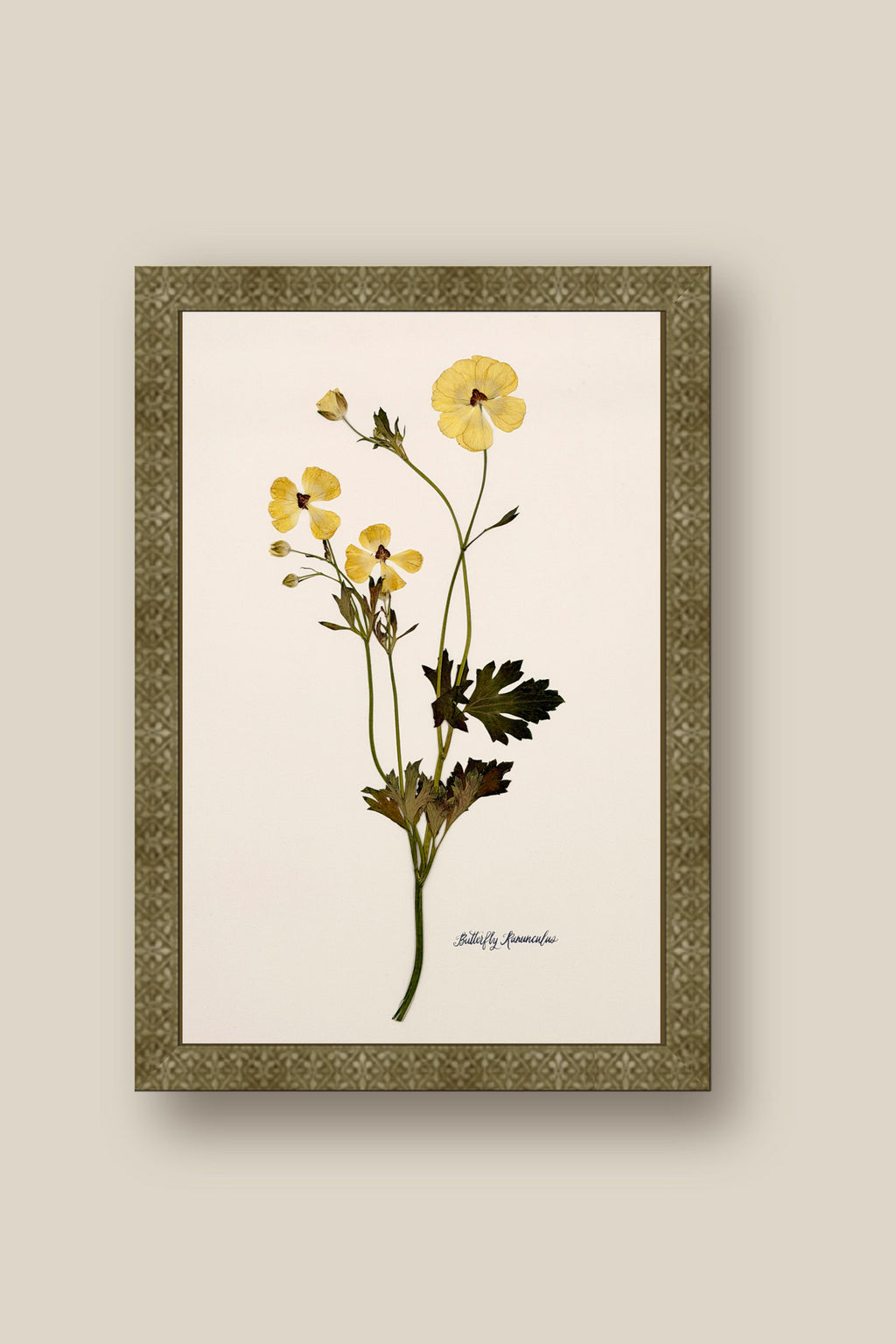 Yellow Butterfly Ranunculus on Ivory Framed