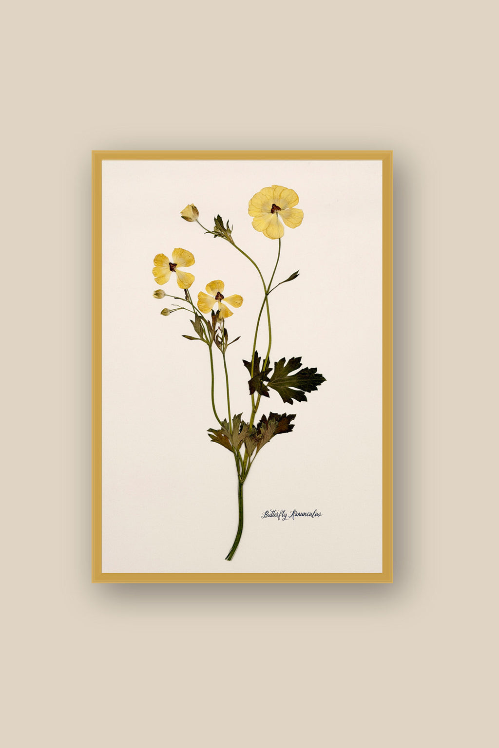 Yellow Butterfly Ranunculus on Ivory Framed