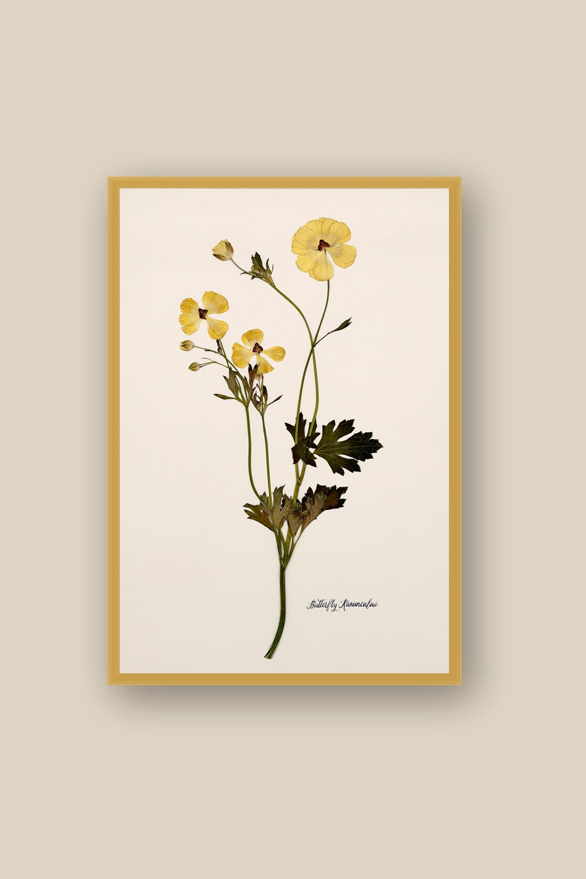 Yellow Butterfly Ranunculus on Ivory Framed