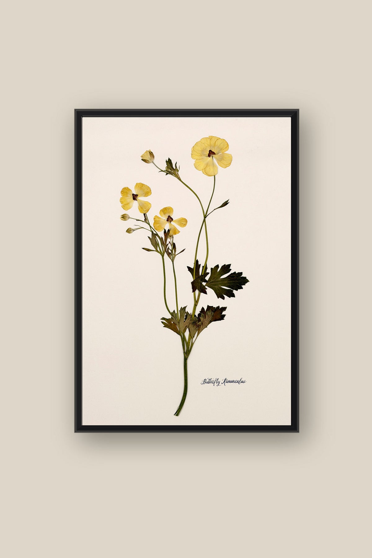 Yellow Butterfly Ranunculus on Ivory Framed