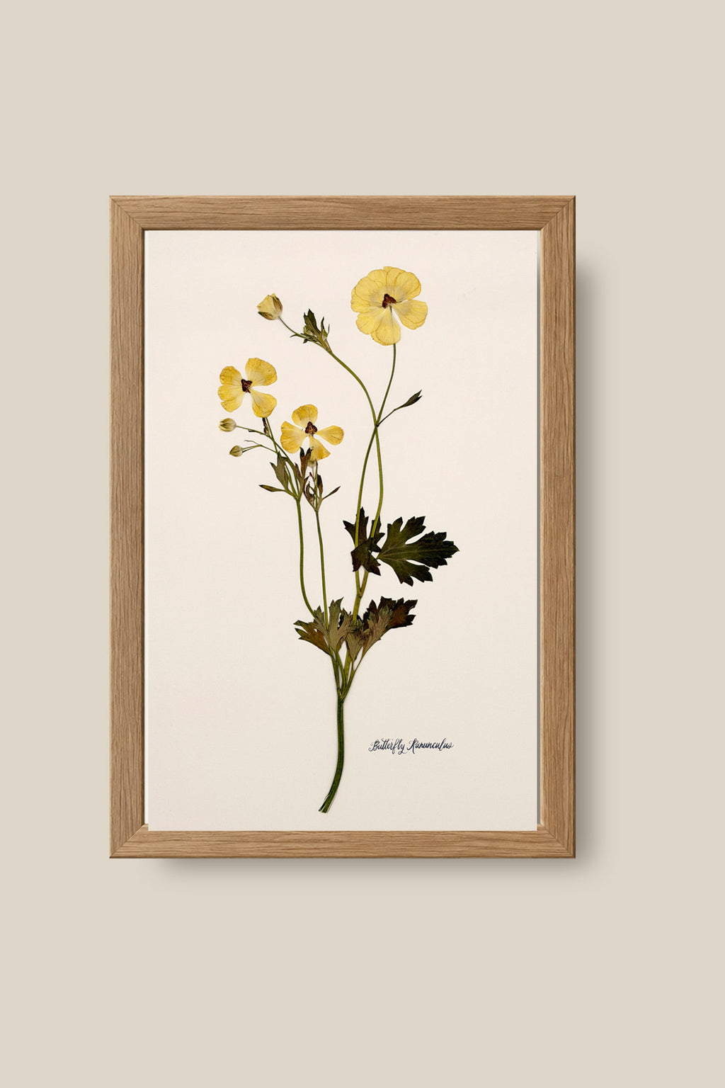 Yellow Butterfly Ranunculus on Ivory Framed