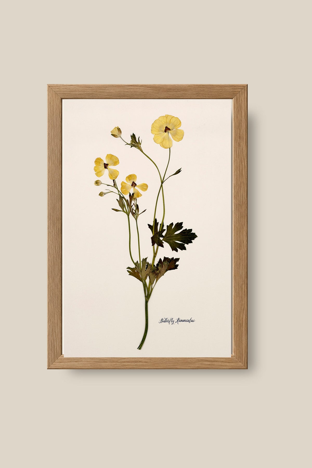 Yellow Butterfly Ranunculus on Ivory Framed