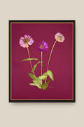 Zinnia on Wine Framed