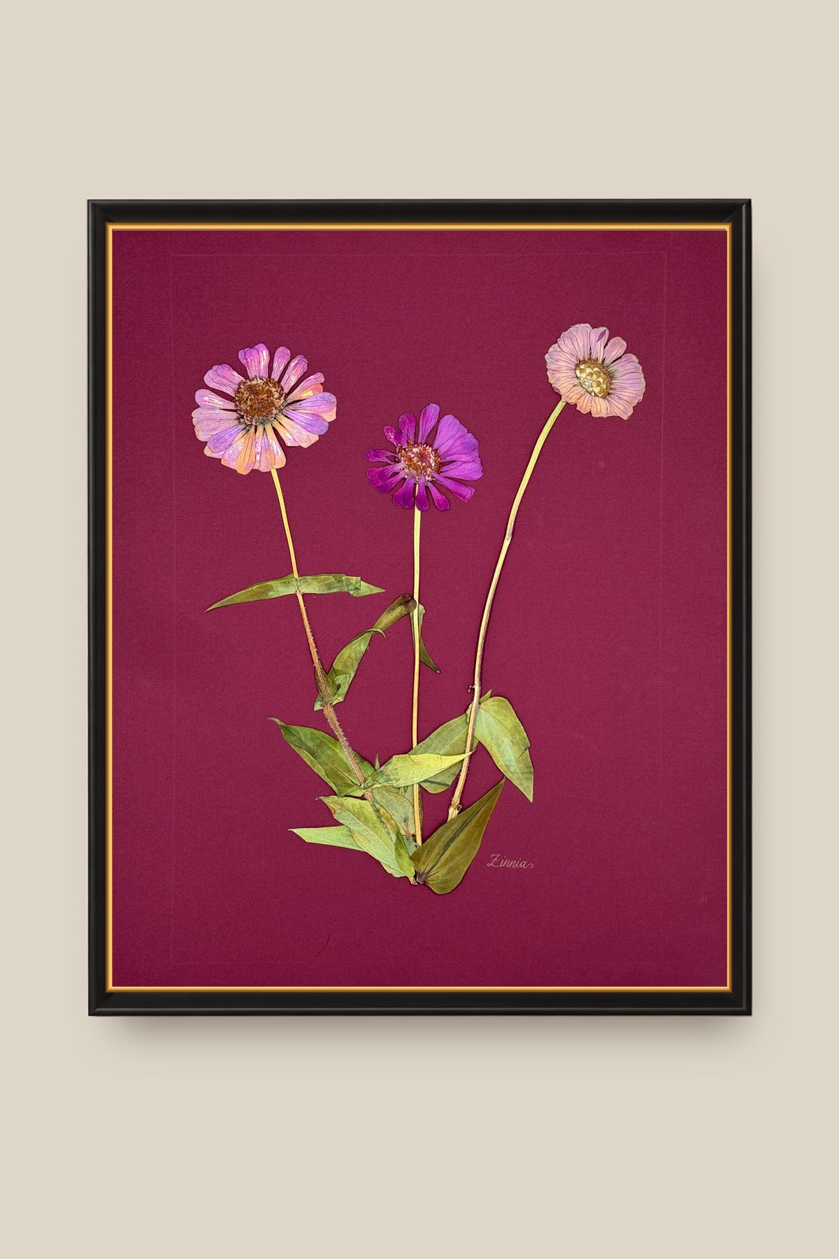 Zinnia on Wine Framed