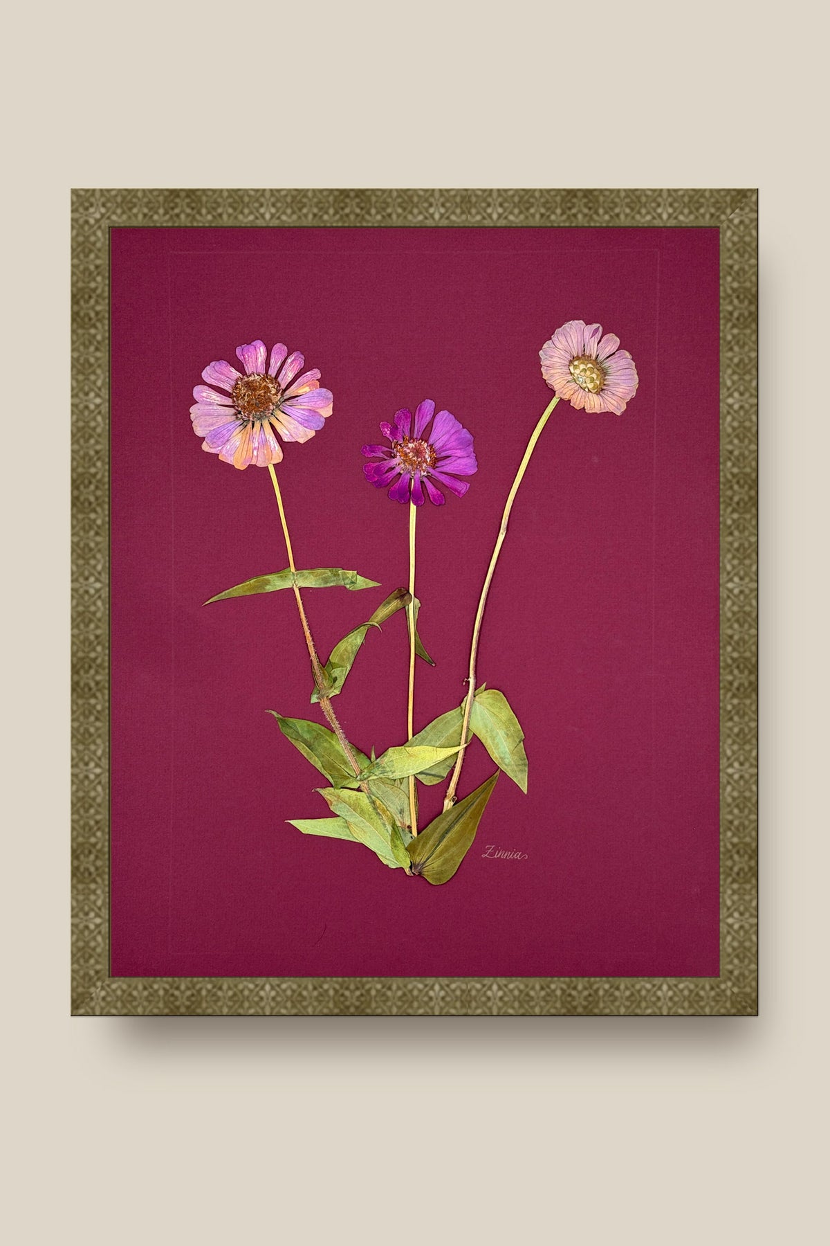 Zinnia on Wine Framed