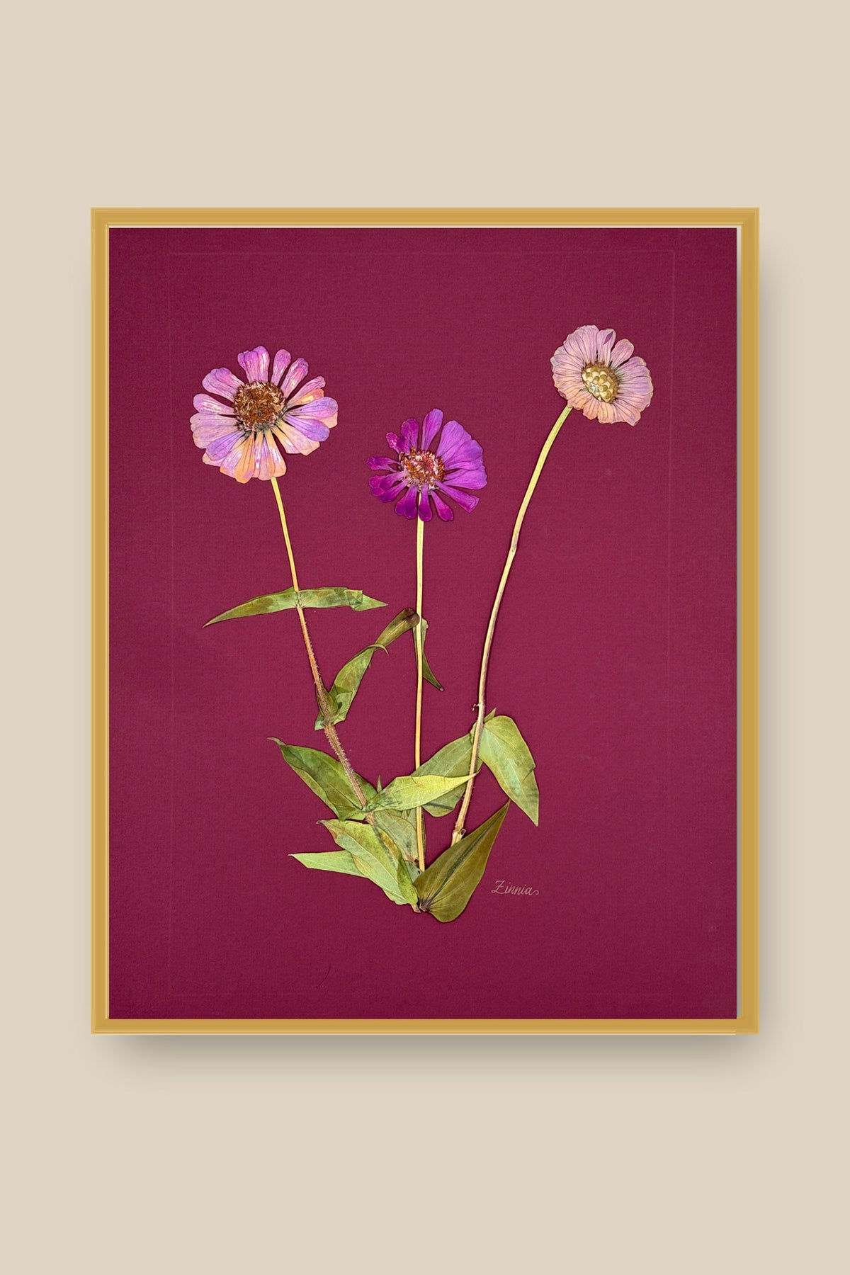 Zinnia on Wine Framed