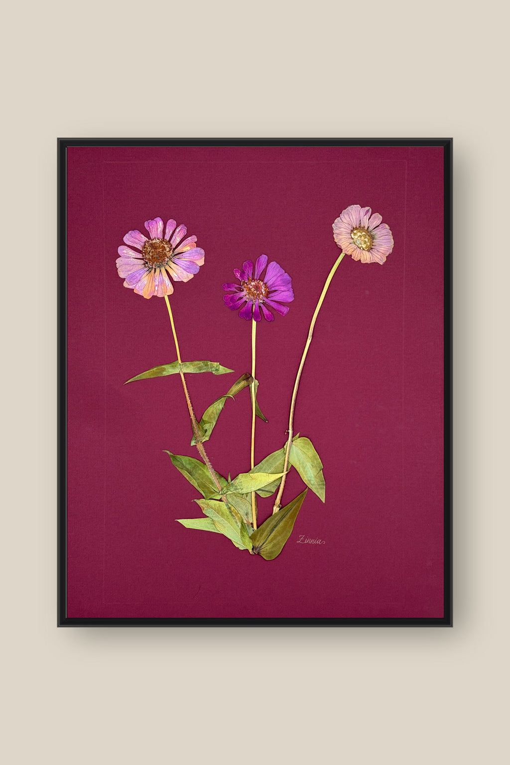 Zinnia on Wine Framed