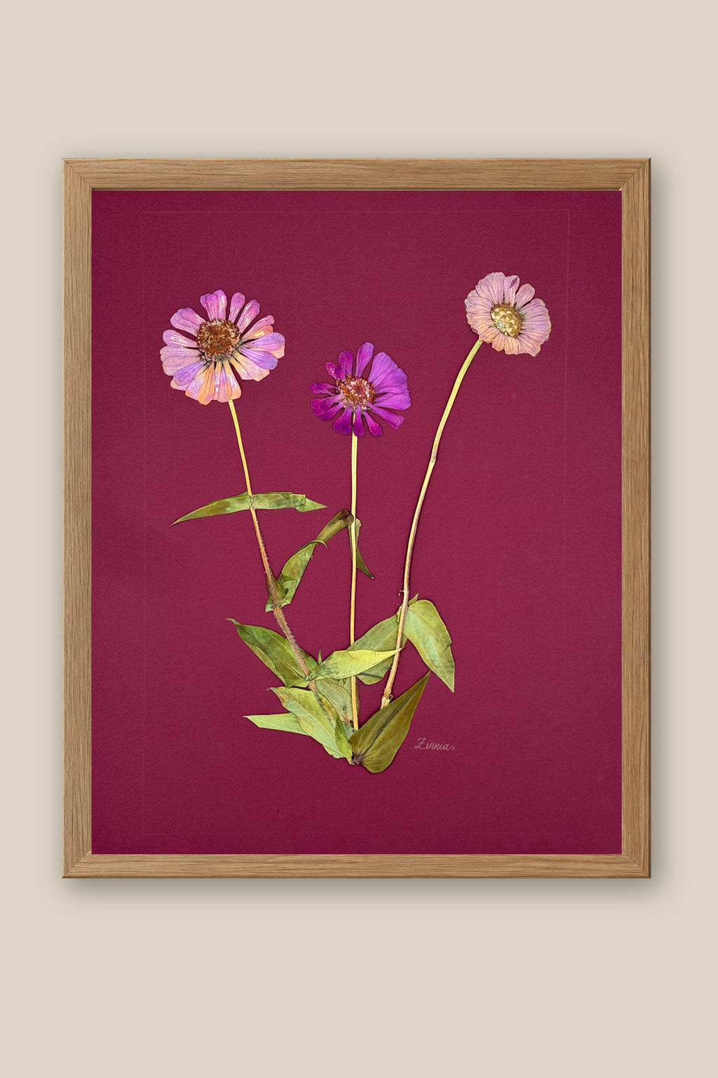 Zinnia on Wine Framed