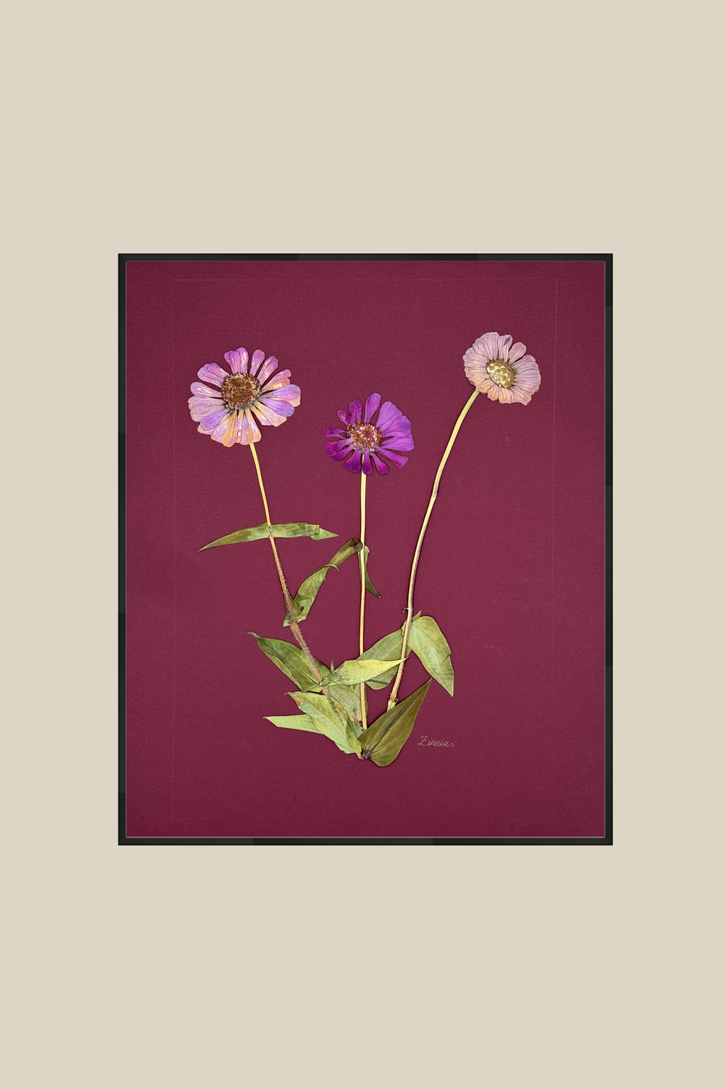 Zinnia on Wine