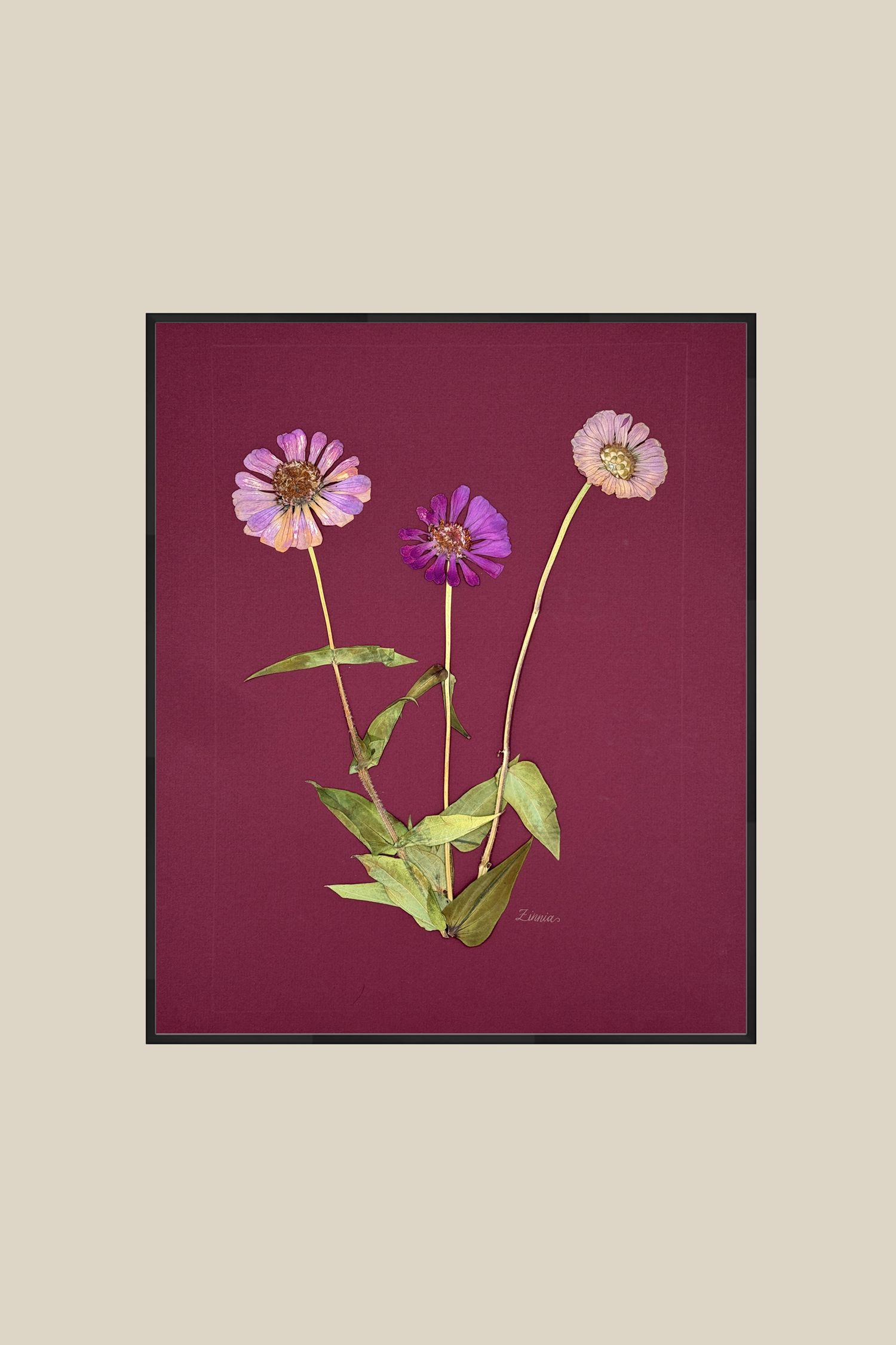 Zinnia on Wine