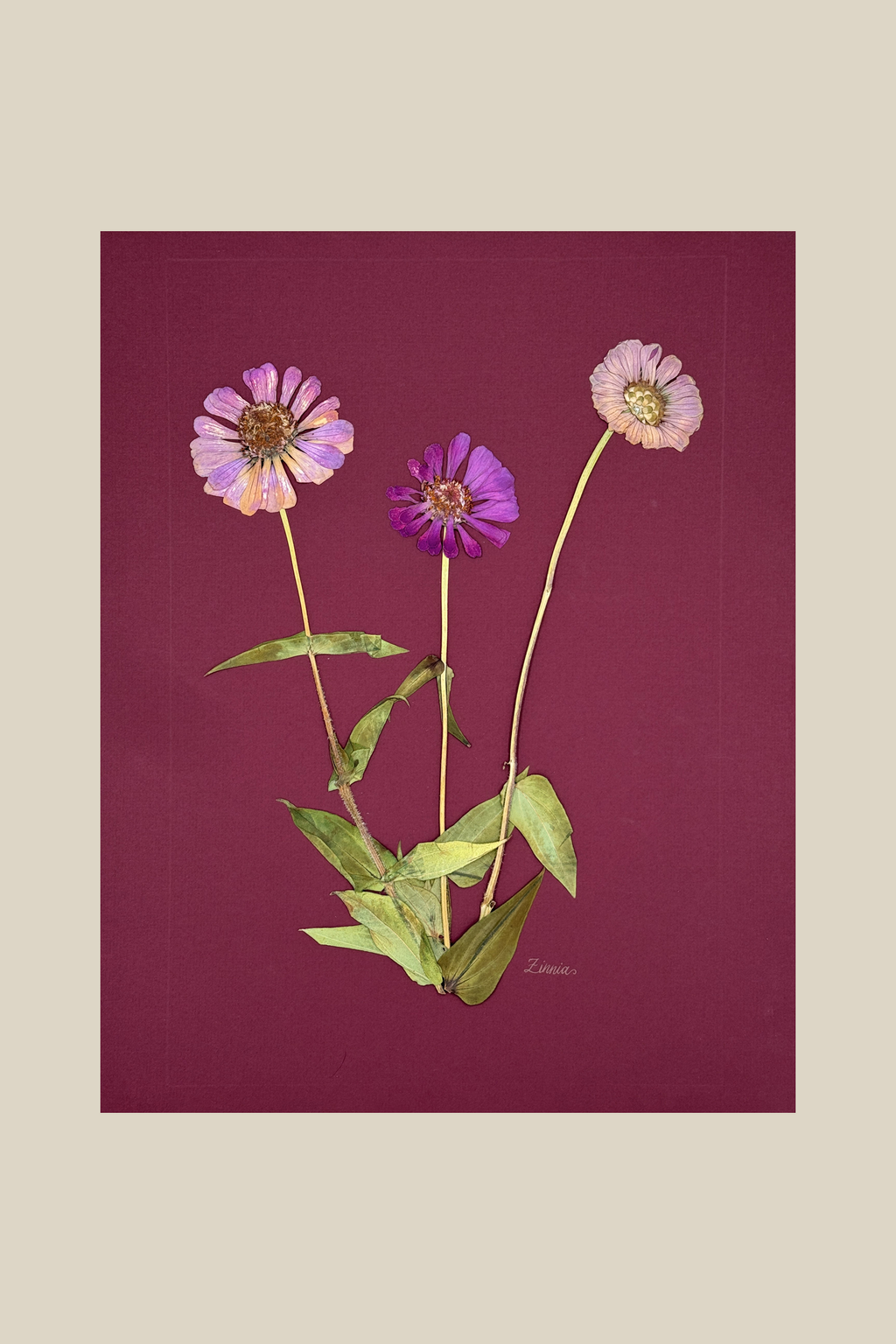 Zinnia on Wine