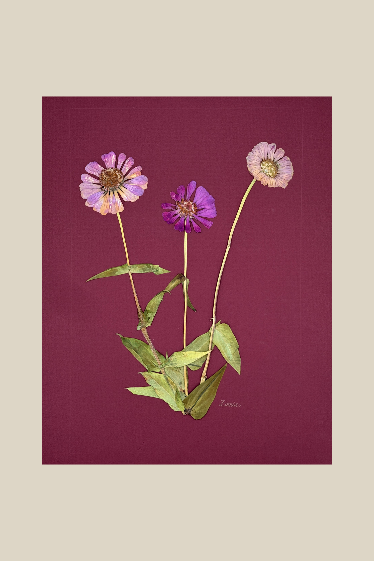 Zinnia on Wine