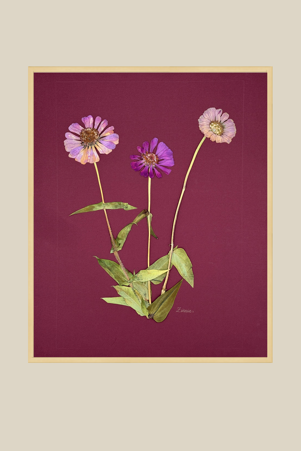 Zinnia on Wine