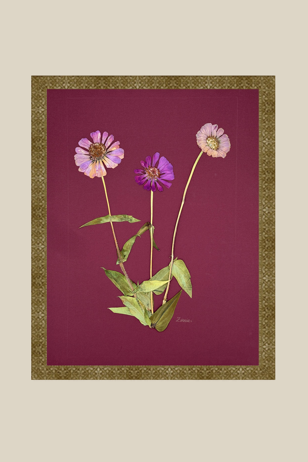 Zinnia on Wine