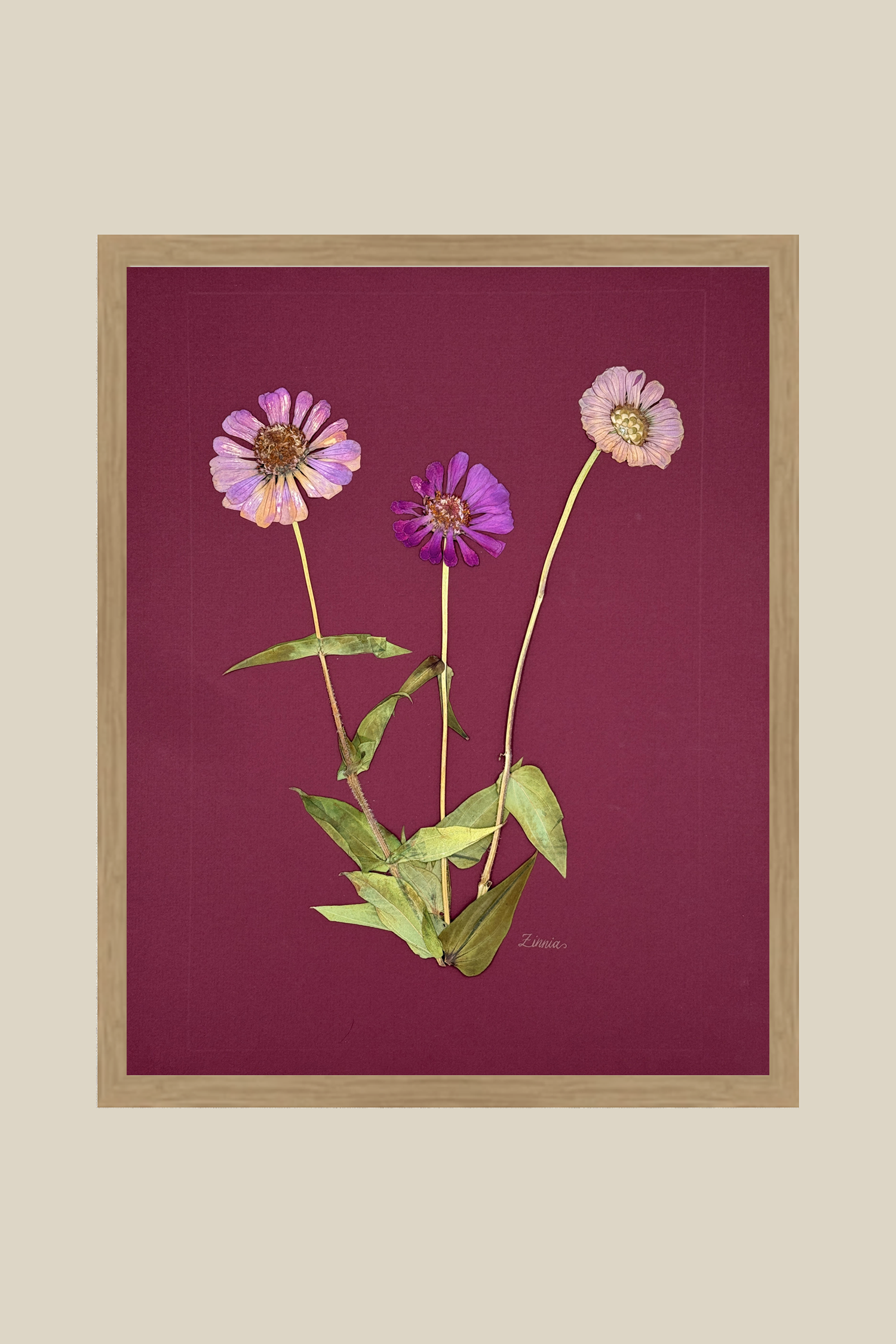 Zinnia on Wine